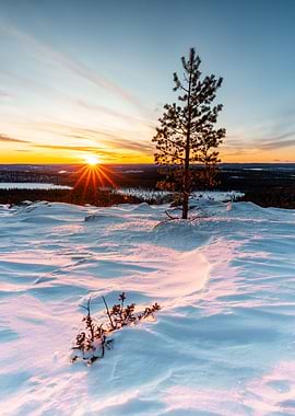 Winter Sunset Landscape with Lone Tree