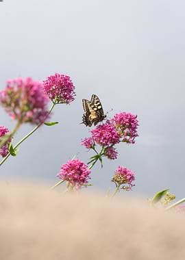 Butterfly on Pink Flowers