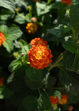 Orange Lantana Flower