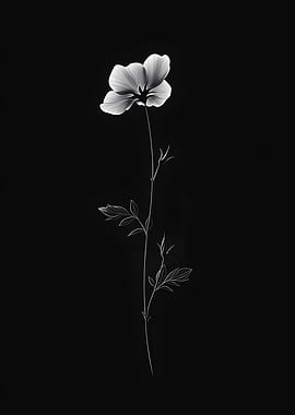 Monochrome Flower on Black Background