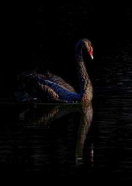 Black Swan in Dark Water