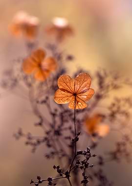 Dried Hydrangea Flower Close-Up