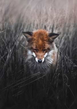 Fox in a field