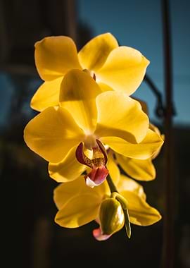 Yellow Orchid Blossom
