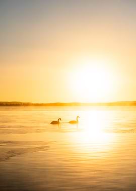 Swans at Sunrise