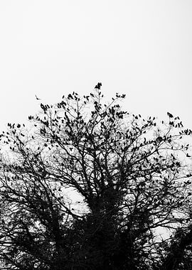 Arbre habillé d'oiseaux