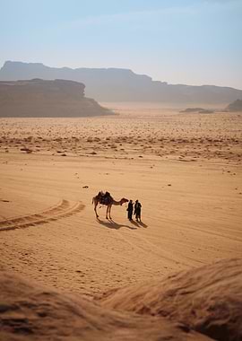 Camel in Wadi Rum