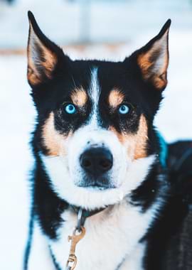 Close-up of a Husky Dog