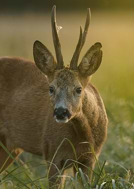 Roe Deer Portrait in Grassy Field