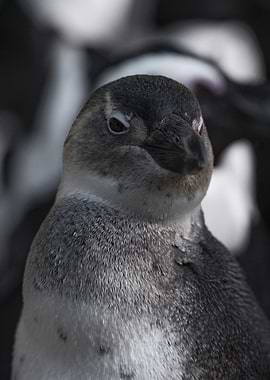 Close-up of a Black-Footed Penguin