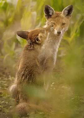 Two Foxes Sharing a Tender Moment in Nature