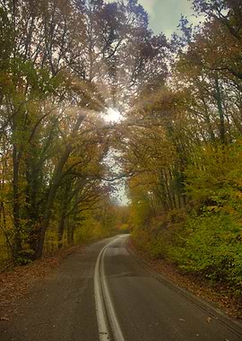 Autumn Road Through Forest