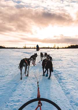 Dog sledding at sunset in winter