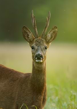 Roe Deer Portrait