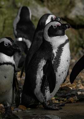 African Penguin Portrait