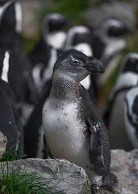 Penguin Portrait with Colony Background