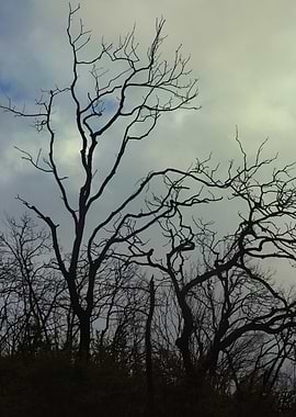 Silhouette of bare trees against cloudy sky