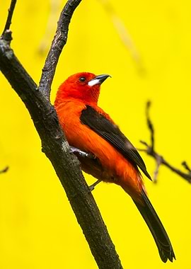 Red bird in a yellow world