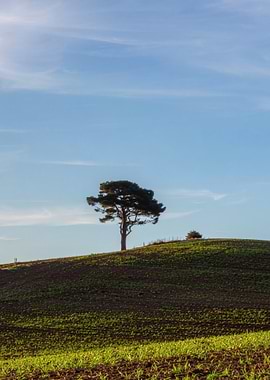 Lone Tree on Hill Under Blue Sky