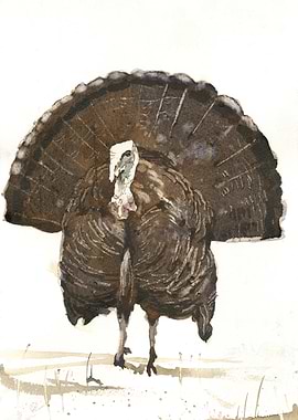 Watercolor Turkey with Displayed Feathers