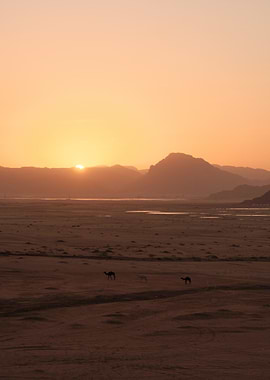 Wadi Rum Sunset with Camels