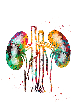 Colorful Kidney Anatomy Watercolor Illustration