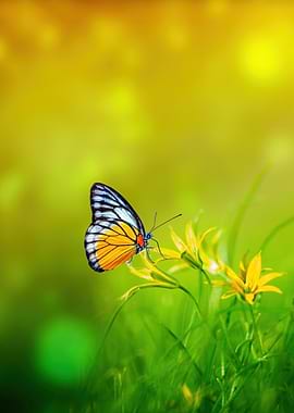 Butterfly on Yellow Flowers