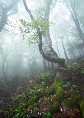 Misty Forest with Mossy Tree Roots