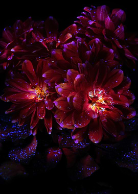 Glowing Red Flowers with Blue Spots
