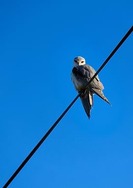 Regard de l'Élanion Blanc