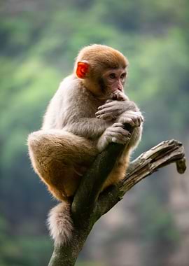 Pensive Monkey on a Branch