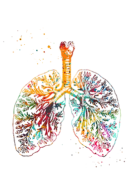 Watercolor Lungs Anatomy Art Print