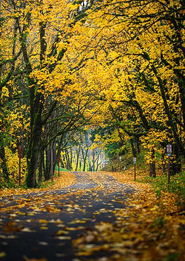 Autumn Road with Yellow Leaves