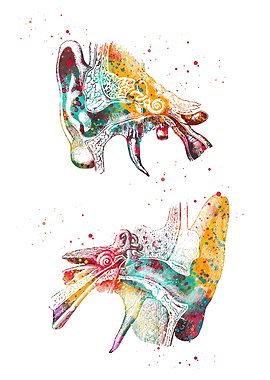 Ear Anatomy Watercolor Illustration