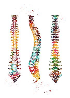 Colorful Spine Anatomy Watercolor Art