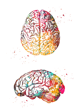 Colorful Brain Anatomy Art