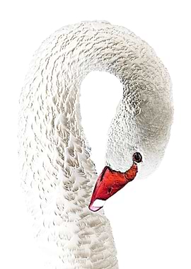 Elegant White Swan Portrait