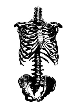 Human Torso Skeleton Black and White