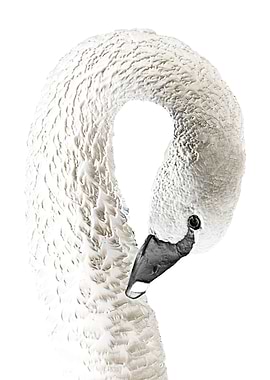 Elegant White Swan Portrait