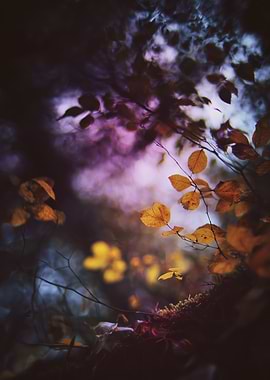 Autumn Leaves in a Forest