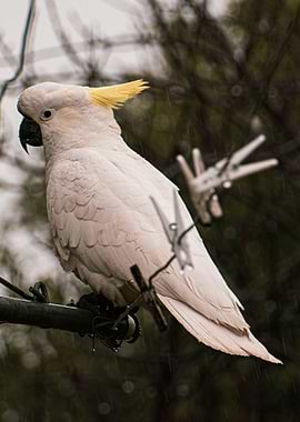 Cockatoo in the Rain