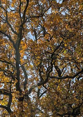 Autumn Tree with Golden Leaves
