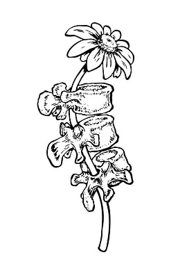 Spine Flower Anatomy Art