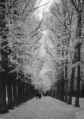 Black and White Tree-Lined Path
