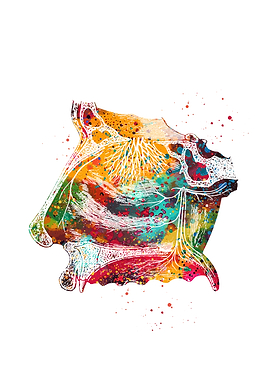 Nasal Cavity Watercolor Anatomy Art
