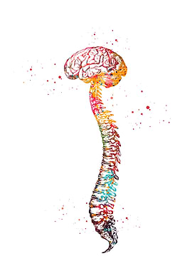 Watercolor Brain and Spine Anatomy Art