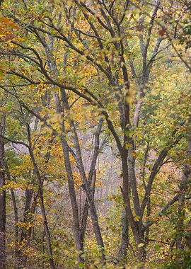 Autumn Trees in Forest