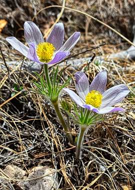 Pasque Flowers Opening