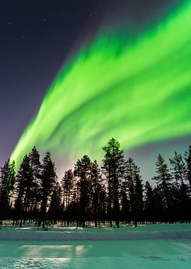 Aurora Borealis over Forest