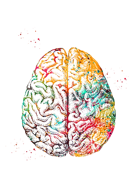 Colorful Brain Watercolor Anatomy Art